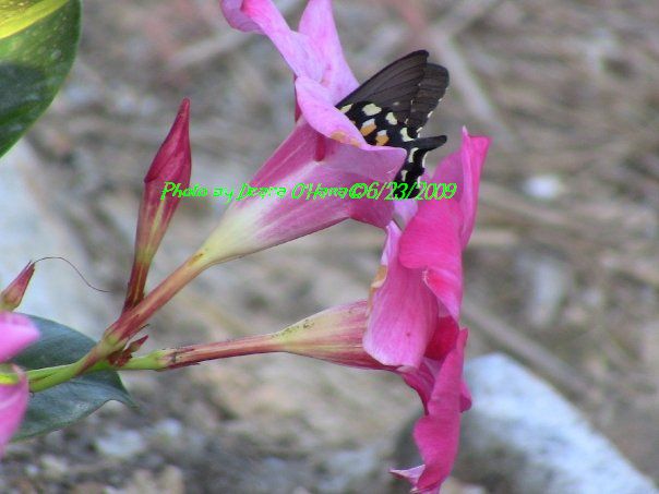 4852_90879174043_821739043_1848473_4212151_nb