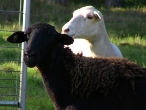 Every herd needs a black sheep ad she is so sweet.
