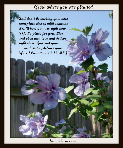 resolve grow where you are planted