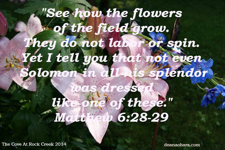 the cove solomon in all his splendor